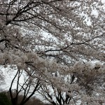 新生活スタート