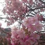 桜の季節